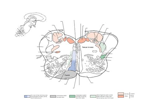 Diagram Of Rostral Open Medulla Quizlet