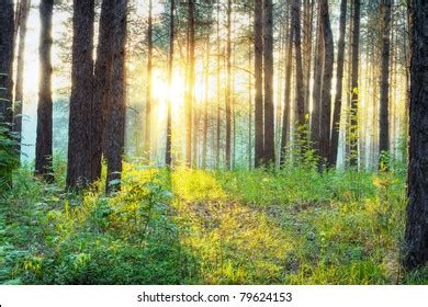 Sunset Woods Stock Photo 67586155 | Shutterstock