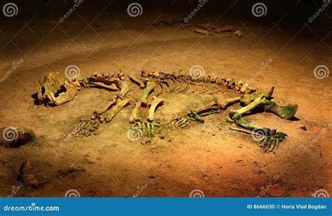 Cave Bear Skeleton Prehistoric Royalty-Free Stock Image | CartoonDealer ...