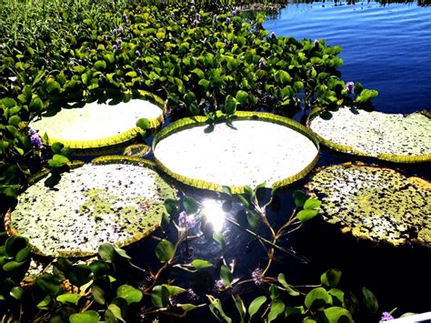 FCO Luannitas RJ Fotos Que O Luan Postou Da Pescaria No Pantanal E