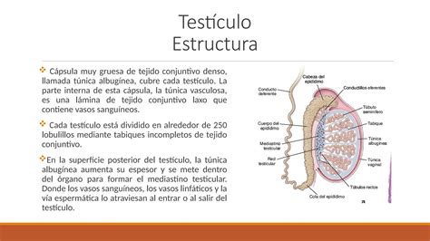 Histolog A Del Aparato Genital Masculino Pptx