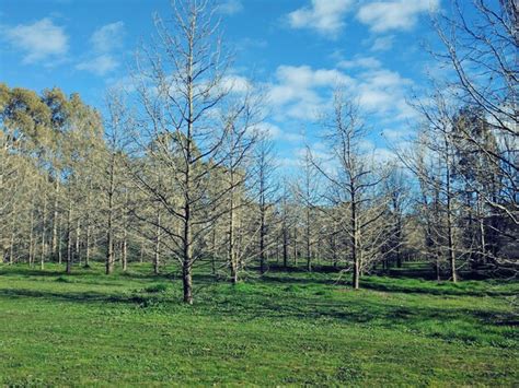 Premium Photo Bare Trees On Grassy Field