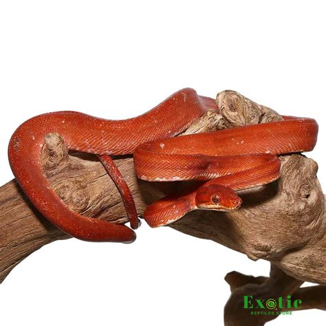 Red Calico Amazon Tree Boa For Sale Exotic Reptiles Store