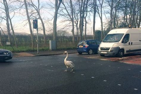 Swan Causes Traffic Chaos On Edinburghs Ferry Road