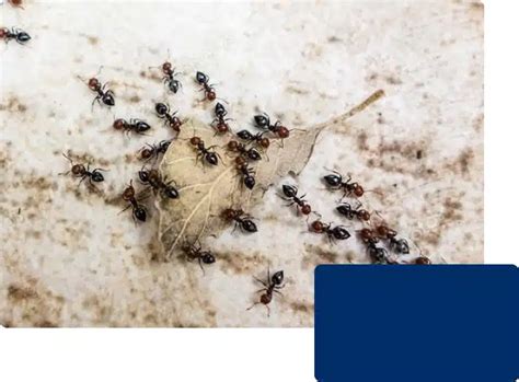 pavement ants ampest