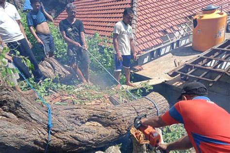 Pohon Tumbang Timpa Bangunan Rumah Warga Di Bugbug Balipost