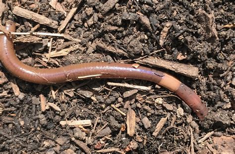 How to prevent Asian jumping worms in your garden - The Allegheny Front