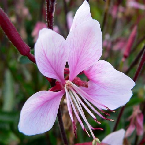 Gaura Lindheimeri Cherry Brandy Un Petit Gaura Rose Très Florifère