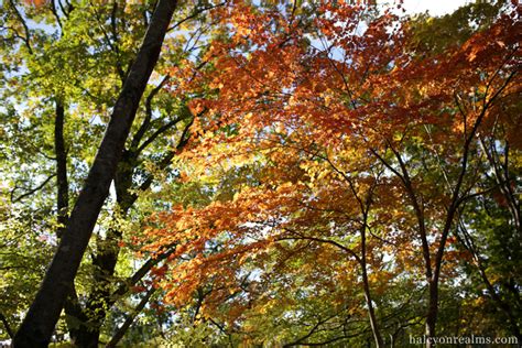 Autumn Foliage, Nikko.