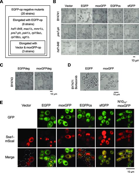 Cell Biological Analysis Of The Consequences Of Overexpression Of Gfp