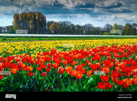 Wonderful spring landscape with Dutch flower gardens. Colorful yellow ...