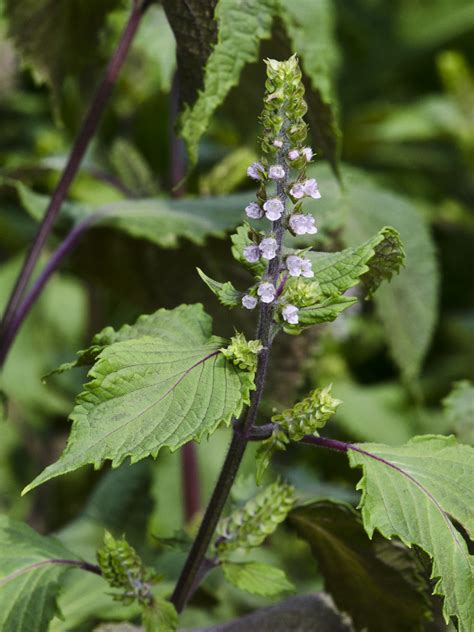 Perilla Frutescens Beefsteak Plant Lamiaceae Harrison Flickr