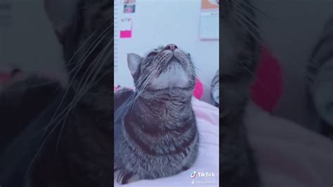 🥹 [ Cat Catlover Catsoftiktok Cherry Cute Cutecat Funny Funnycat Kawaii Cattok Fyp