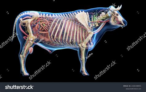 3d Rendered Illustration Bovine Anatomy Stock Illustration 2100198955 ...