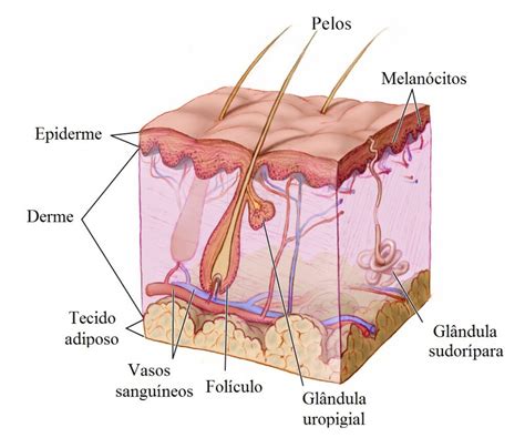 Sistema Tegumentar Pele E Seus Anexos Sistema Tegumentar Hot Sex Picture