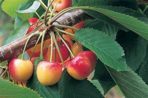 Meet The Rainier Cherry