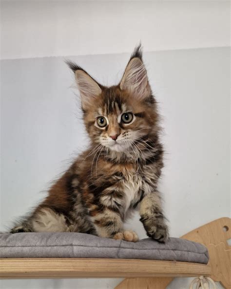 Umaya And Popsi Dust Chaton Maine Coon Bouches Du Rh Ne