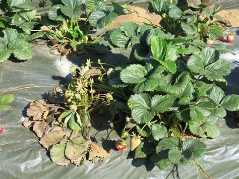 Central Coast Alert Fusarium Wilt Occurring In A Number Of Strawberry