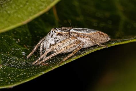 Premium Photo Female Adult Lynx Spider