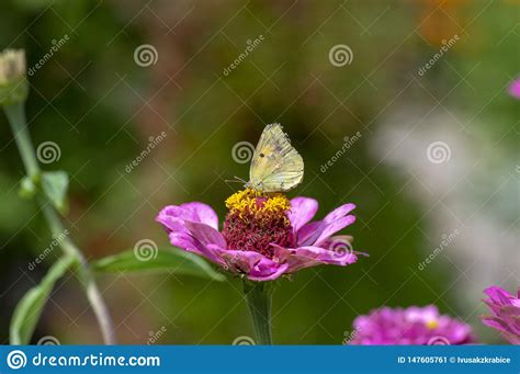 Elegans Do Zinnia Que Florescem A Planta Flores Roxas Cor De Rosa