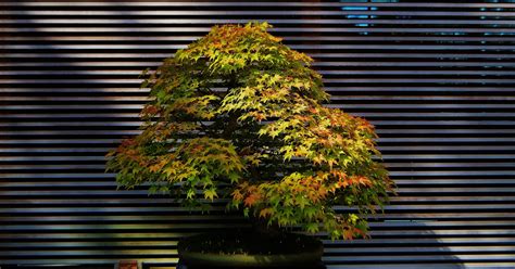 All You Need to Know About Maple Bonsai Trees - Pure Bonsai