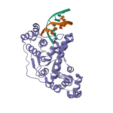 Rcsb Pdb Rxw Crystal Structure Of A Fulgidus Fen Bound To Dna