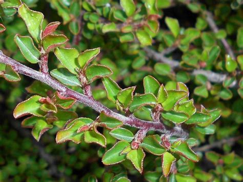 Creeping cotoneaster (Cotoneaster adpressus) - growing guides