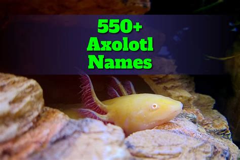 550 Axolotl Names Creative Naming Ideas South Slope News