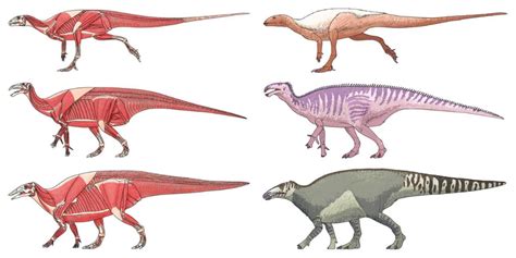 Ornithopod Muscle Studies by Sketchy-raptor on DeviantArt | Paleo art, Dinosaur art, Prehistoric ...