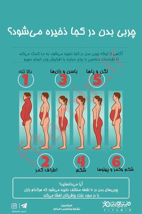 علت جمع شدن چربی در ۱۱ قسمت مختلف بدن و راه حل آب کردن آن‌ها مجله ورزشی فیتامین