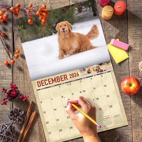18 Golden Retrievers Wall Calendar Mead 5