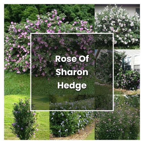 How To Grow Rose Of Sharon Hedge Plant Care And Tips Norwichgardener