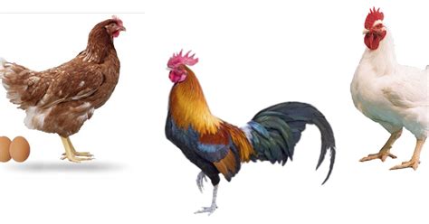 18 Gambar Ayam Geprek Png Haikal Gambar