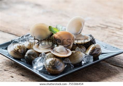 Fresh Enamel Venus Shell Meretrix Lyrata Stock Photo 755586454