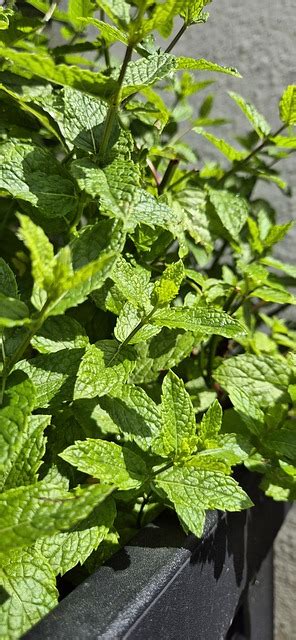 Mint Herbs Plants Herb Free Photo On Pixabay