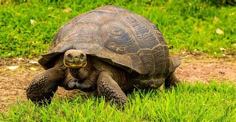 Galapagos Island Adventure Tour | Natural Habitat Adventures