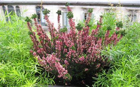 Вереск на даче (57 фото) » НА ДАЧЕ ФОТО