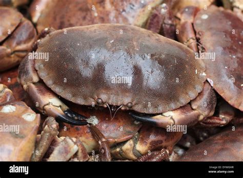 Brown Edible Crab Cancer Pagurus Stock Photo Alamy