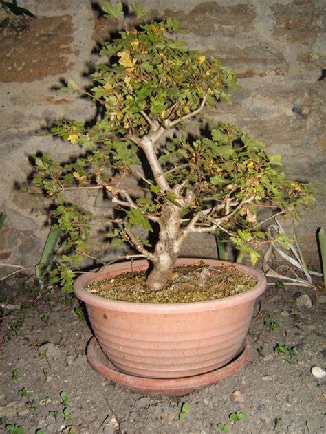 Erable champêtre Les chuhin et autres grands bonsaï ParlonsBonsai