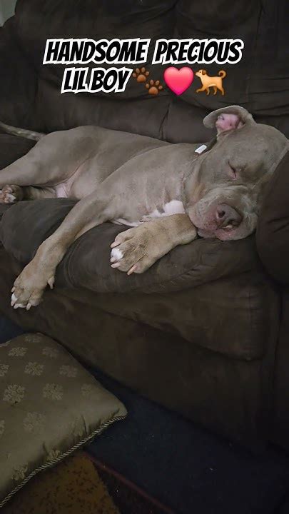 Dog Loves Sleeping On The Loveseat 🐾 ️🐕 Adorabledog Bullybreed