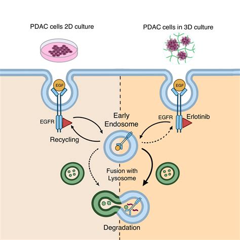 Erlotinib Mechanism Of Action