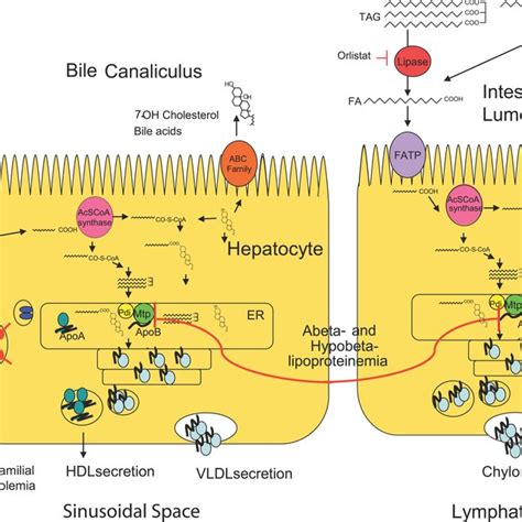 Machinery Of Vertebrate Intestinal And Hepatic Lipid Transport Lipid