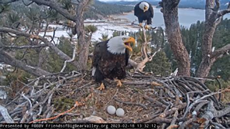 Video All Eyes On Nesting Eagles Protecting Eggs From Winter Storm