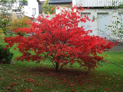 Red Maple Tree Florida Growth Rate at Edith Carter blog