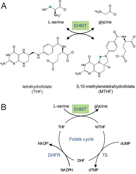 An Overview Of The Reaction Catalyzed By Shmt And Its Context In The