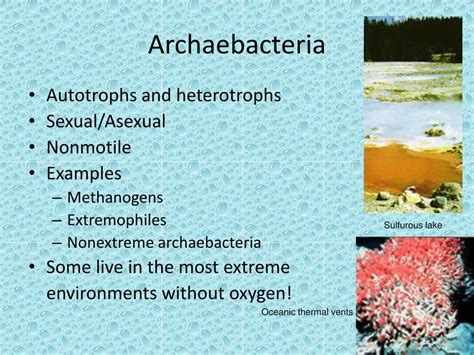 Ppt Bacteria Eukarya Archae Powerpoint Presentation Free Download