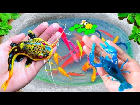 Amazing Catch Strange Fish In Tiny Pond Shrimp Snapper Ornamental