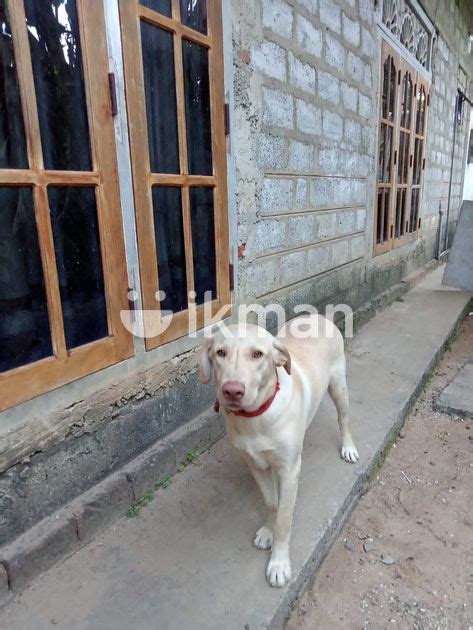 Labrador Puppy In Negombo Ikman