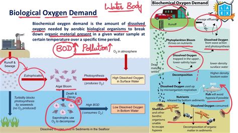 What Is Biological Oxygen Demand Biological Oxygen Demand Bod అంటే ఏమిటి La