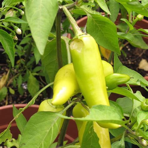 Chili Hungarian Hot Wax Capsicum Annuum Bio Ca 10 Zaden